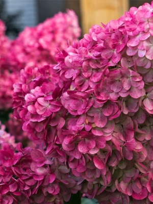 Pink Diamond - Нероли Гортезия 9148